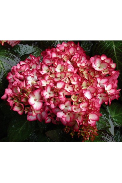 Гортензія Мірай